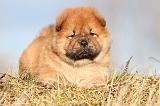 CHOW CHOW 212